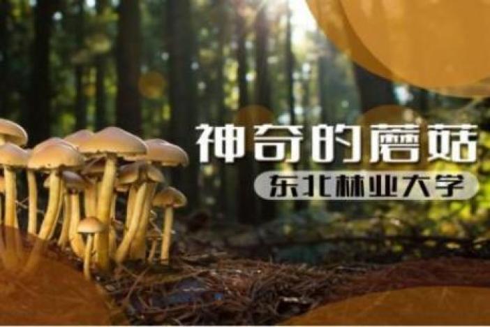 神奇的蘑菇