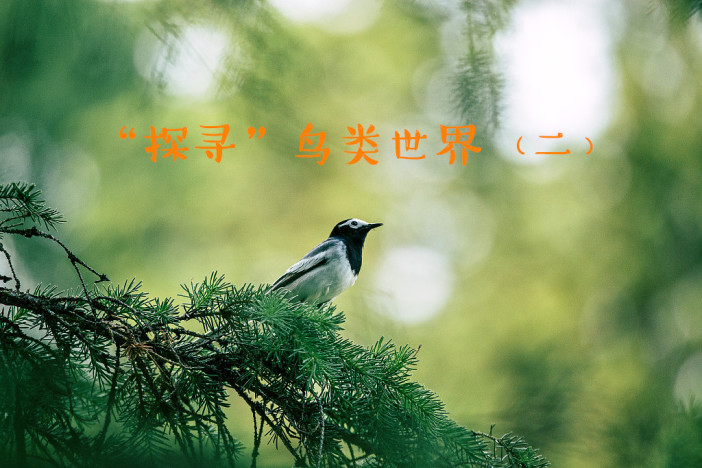 “探寻”鸟类世界（二）