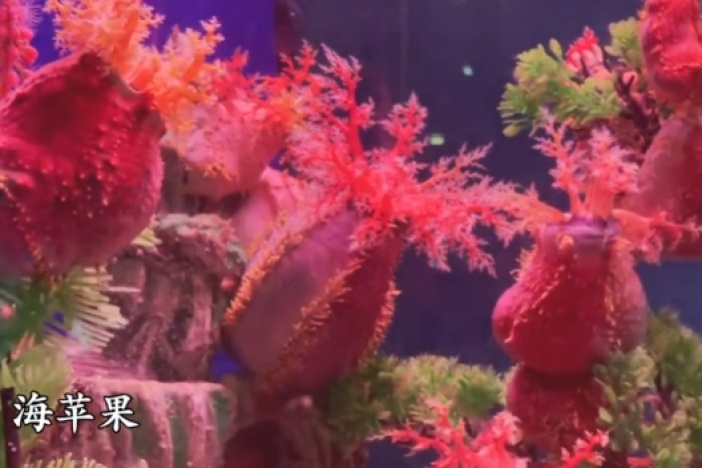 海洋生物百科