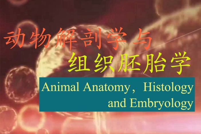 动物解剖学与组织胚胎学
