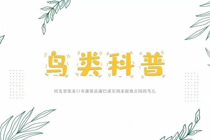 鸟类科普
