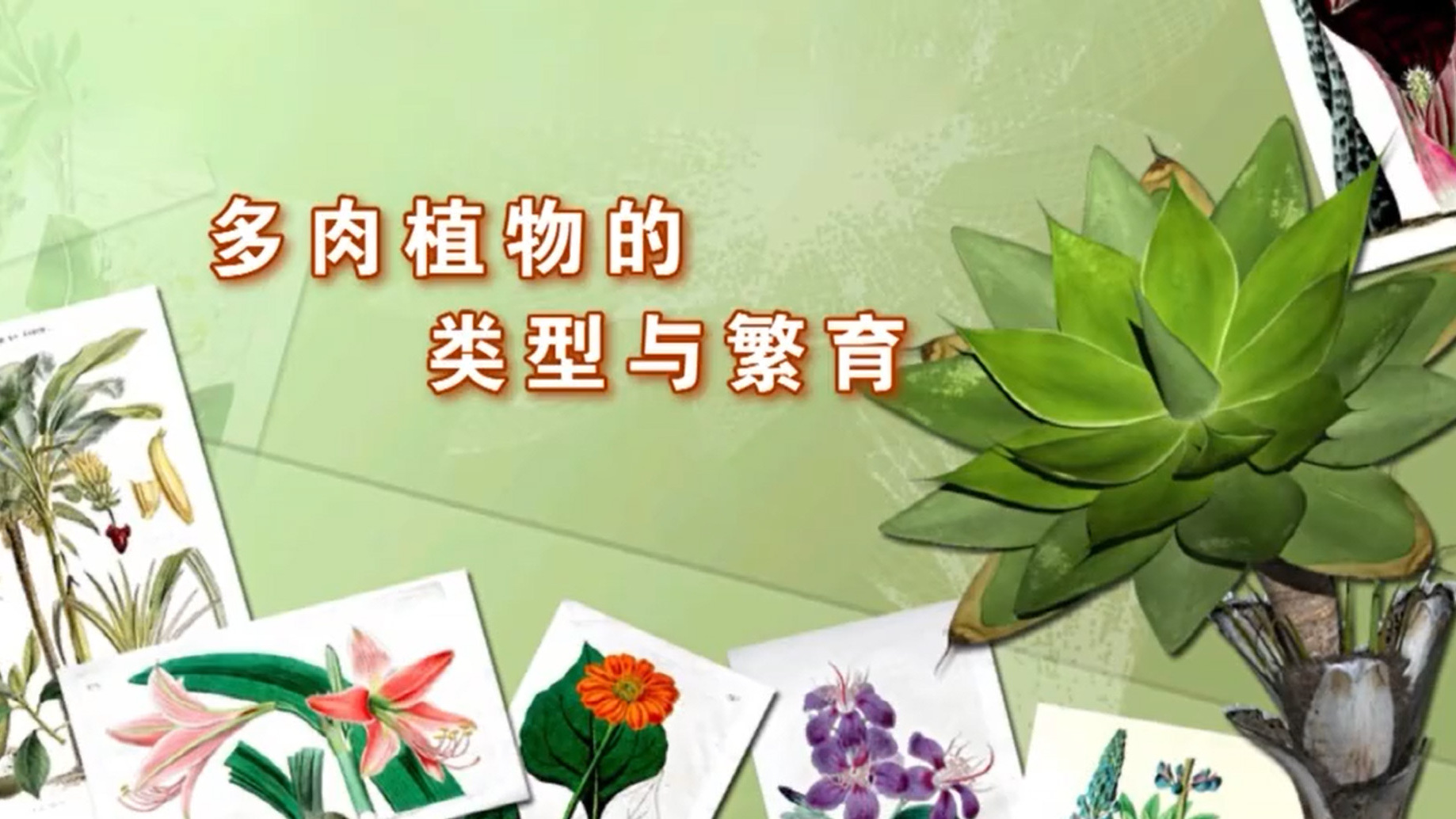 多肉植物的类型与繁育