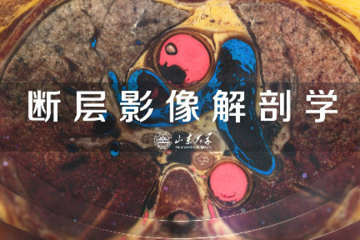 断层影像解剖学