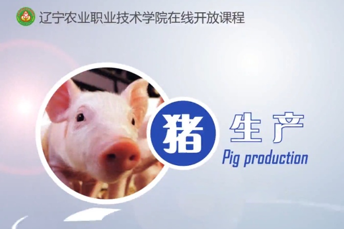 猪生产