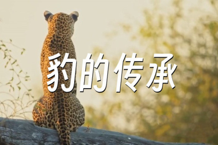 豹的传承