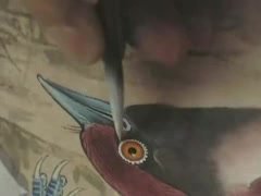 180讲工笔花鸟技法大全：牡丹/八哥